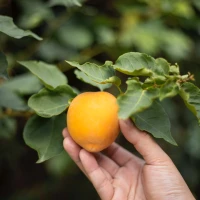 Peach Mule Cocktail in Glass with Mint Garnish Peach Mule Cocktail in Glass with Mint Garnish