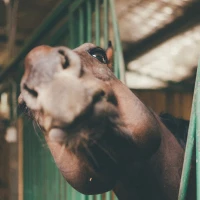 Anniversary humor - couple laughing at funny memes together. Anniversary humor - couple laughing at funny memes together.