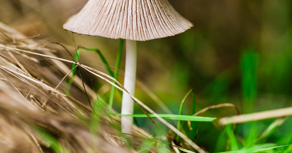 Starbucks sustainable mushroom coffee cup on wooden table.
