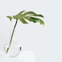 Steffiana de la Cruz and Kevin James posing together. Steffiana de la Cruz and Kevin James posing together.