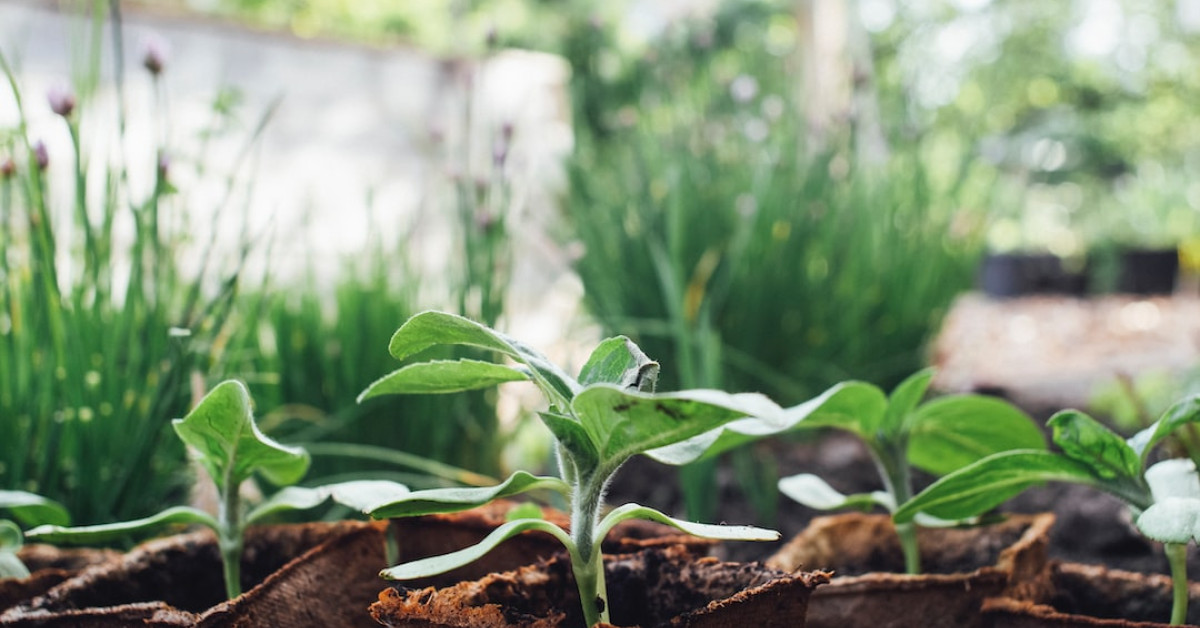 Guide on health benefits of sprouting broccoli sprouts.