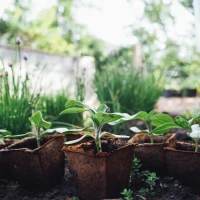 Guide on health benefits of sprouting broccoli sprouts. Guide on health benefits of sprouting broccoli sprouts.