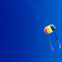 Swallow-tailed kite soaring gracefully against a blue sky. Swallow-tailed kite soaring gracefully against a blue sky.