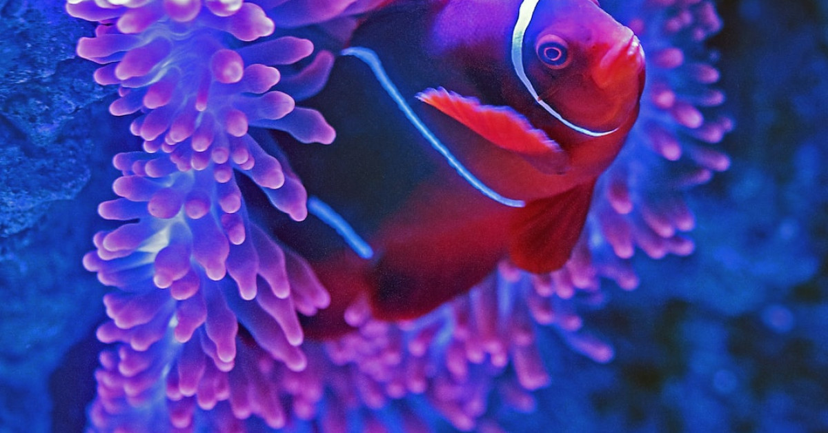 Underwater breath-hold techniques for adventurous diving experiences.