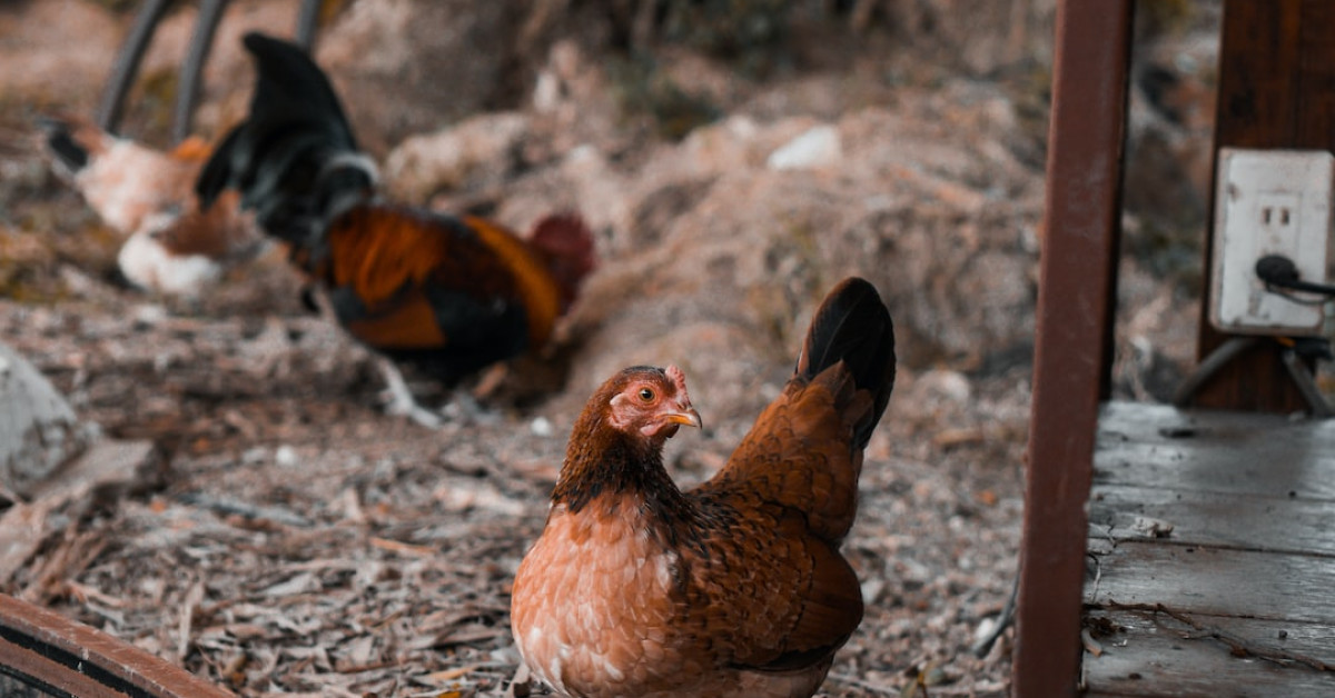 Delicious teriyaki chicken bowl with fresh vegetables and rice.