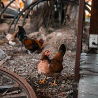 Delicious teriyaki chicken bowl with fresh vegetables and rice. Delicious teriyaki chicken bowl with fresh vegetables and rice.