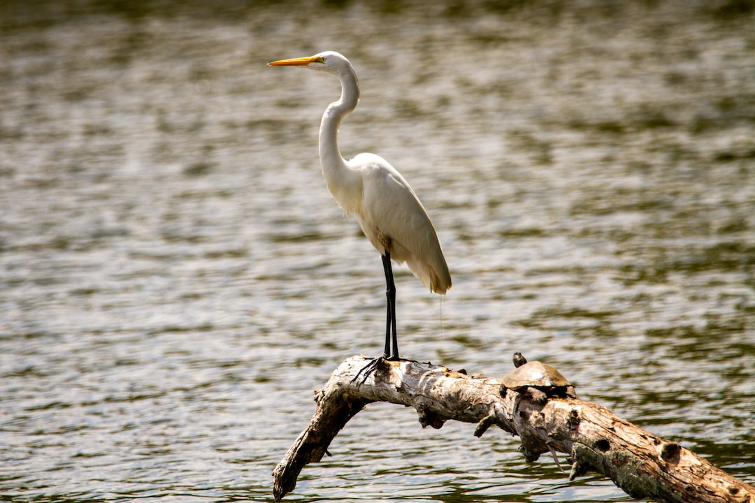 Great white egret gracefully dancing in swamp sanctuary.