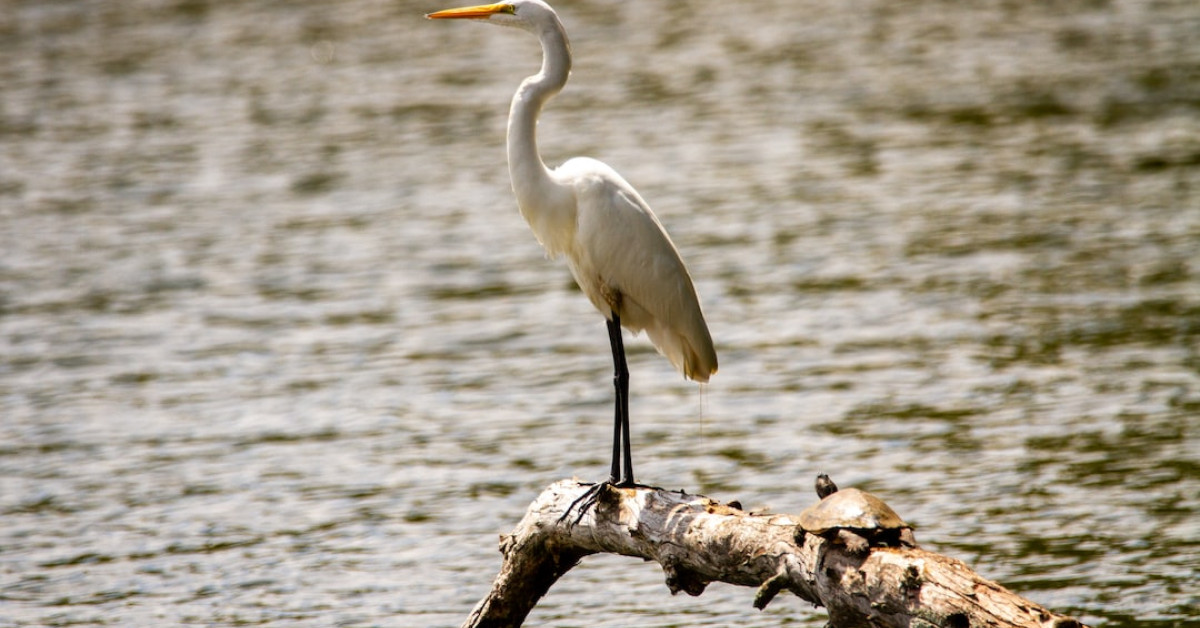 Great white egret gracefully dancing in swamp sanctuary.