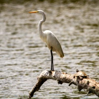 Great white egret gracefully dancing in swamp sanctuary. Great white egret gracefully dancing in swamp sanctuary.
