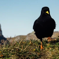 Albino crow perched, showcasing rare white plumage. Albino crow perched, showcasing rare white plumage.