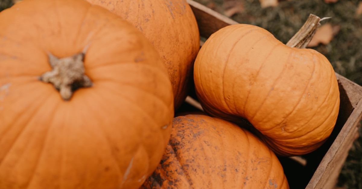 The Enigmatic Journey of Honey Hollman, daughter of Jack Nicholson.