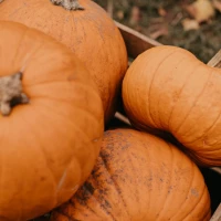 The Enigmatic Journey of Honey Hollman, daughter of Jack Nicholson. The Enigmatic Journey of Honey Hollman, daughter of Jack Nicholson.