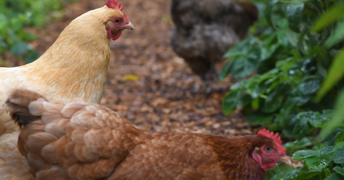 Kale and spinach equate chicken's protein in comparison image.