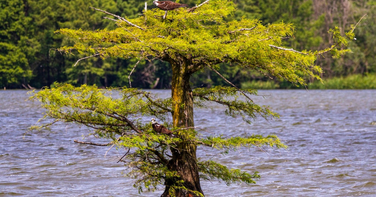 Mockingbird perched on branch - Tennessee's renowned songbird.