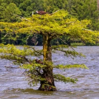 Mockingbird perched on branch - Tennessee's renowned songbird. Mockingbird perched on branch - Tennessee's renowned songbird.
