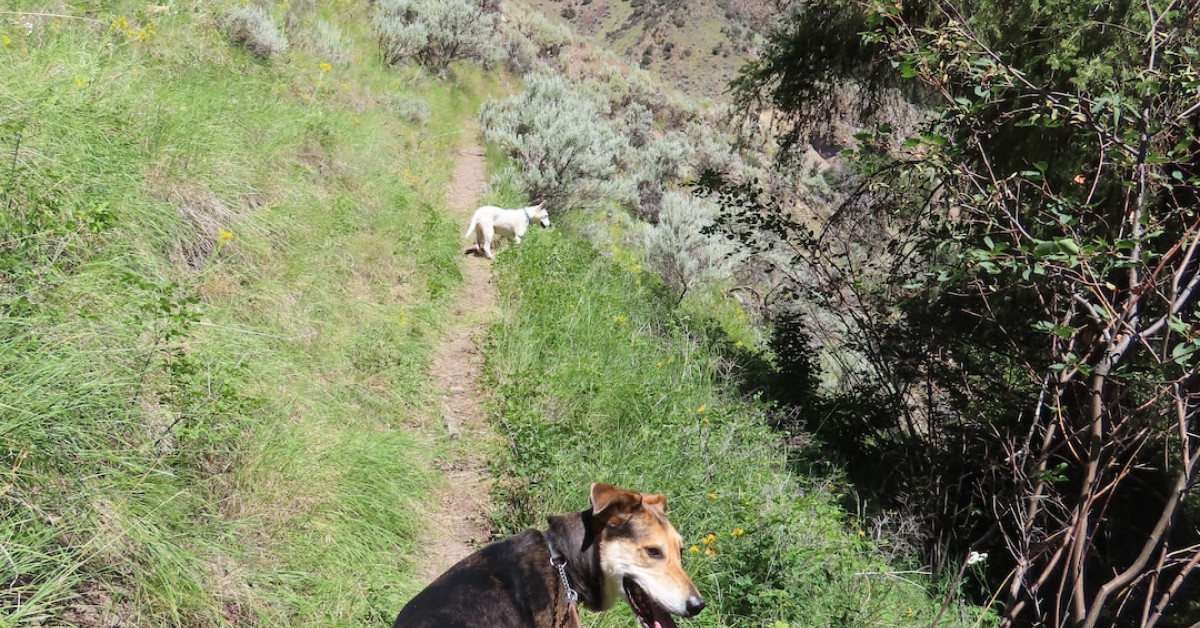 Guide to Perfect Salmon Internal Temperature Cooking Chart