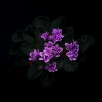 Thomas Forrester's dramatic plot twist in Bold and Beautiful. Thomas Forrester's dramatic plot twist in Bold and Beautiful.