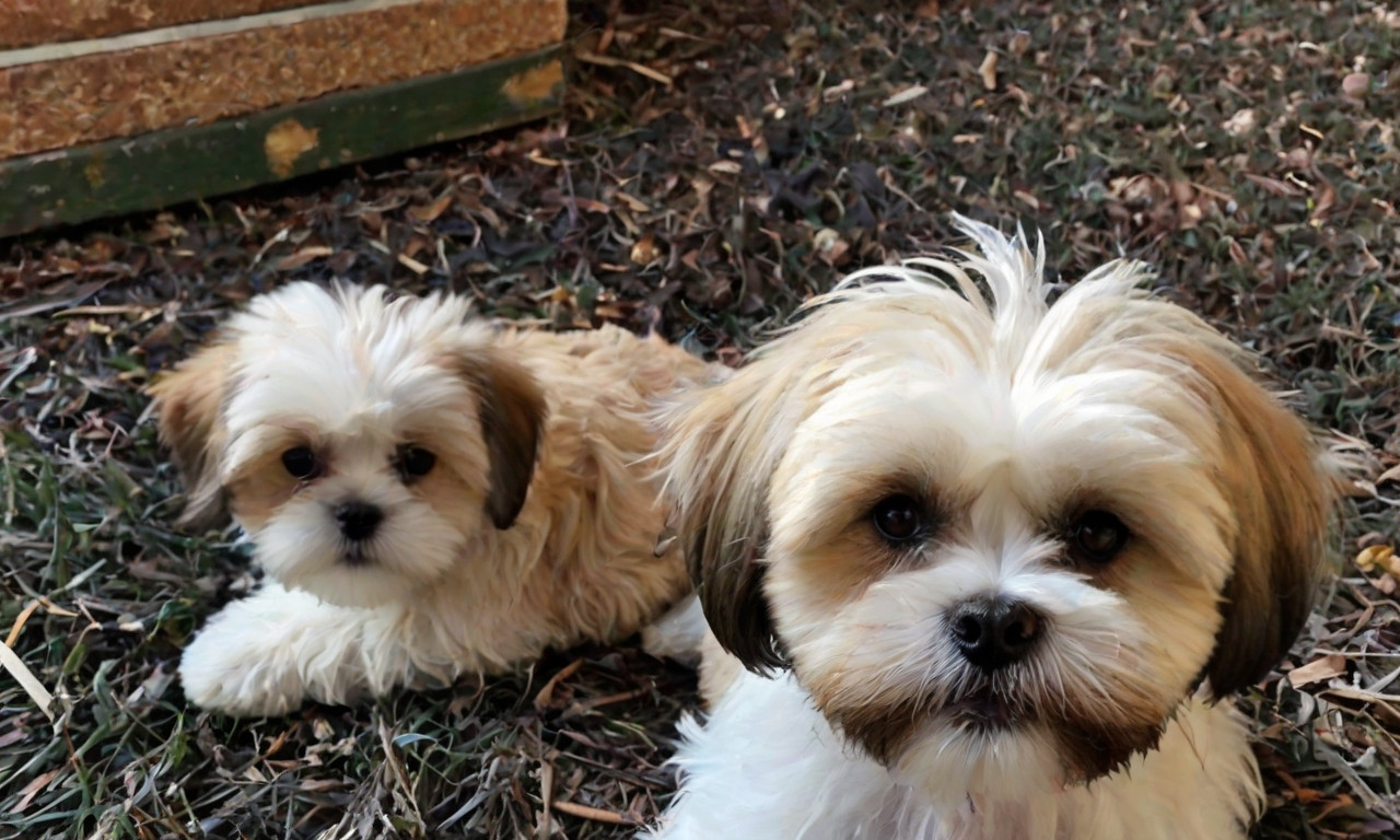 Tibetan Tzu: Tibetan Terrier Shih Tzu Mix - Breed Insights & Care Tips