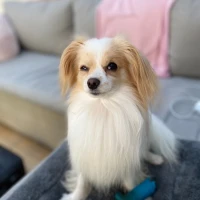 Couple sharing a laugh with funny wedding quotes backdrop. Couple sharing a laugh with funny wedding quotes backdrop.