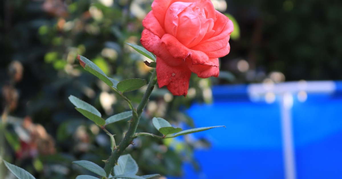 20 years of love: Remarkable platinum anniversary celebration ideas