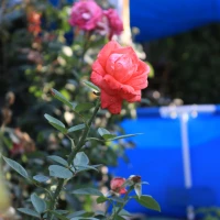 20 years of love: Remarkable platinum anniversary celebration ideas 20 years of love: Remarkable platinum anniversary celebration ideas