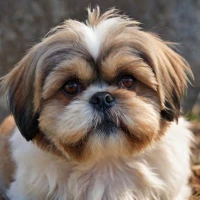 Top 10 Shih Tzu Mix Breeds: Discover Your Perfect Companion Today Top 10 Shih Tzu Mix Breeds: Discover Your Perfect Companion Today