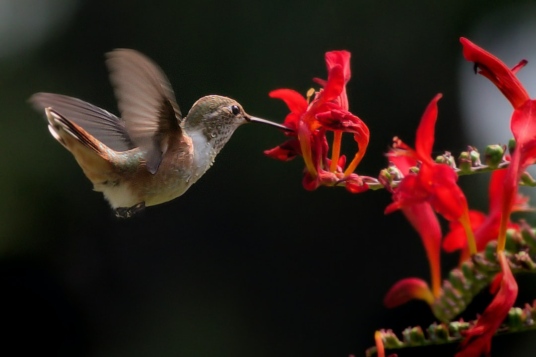 Vibrant flowers attracting hummingbirds in a garden oasis.