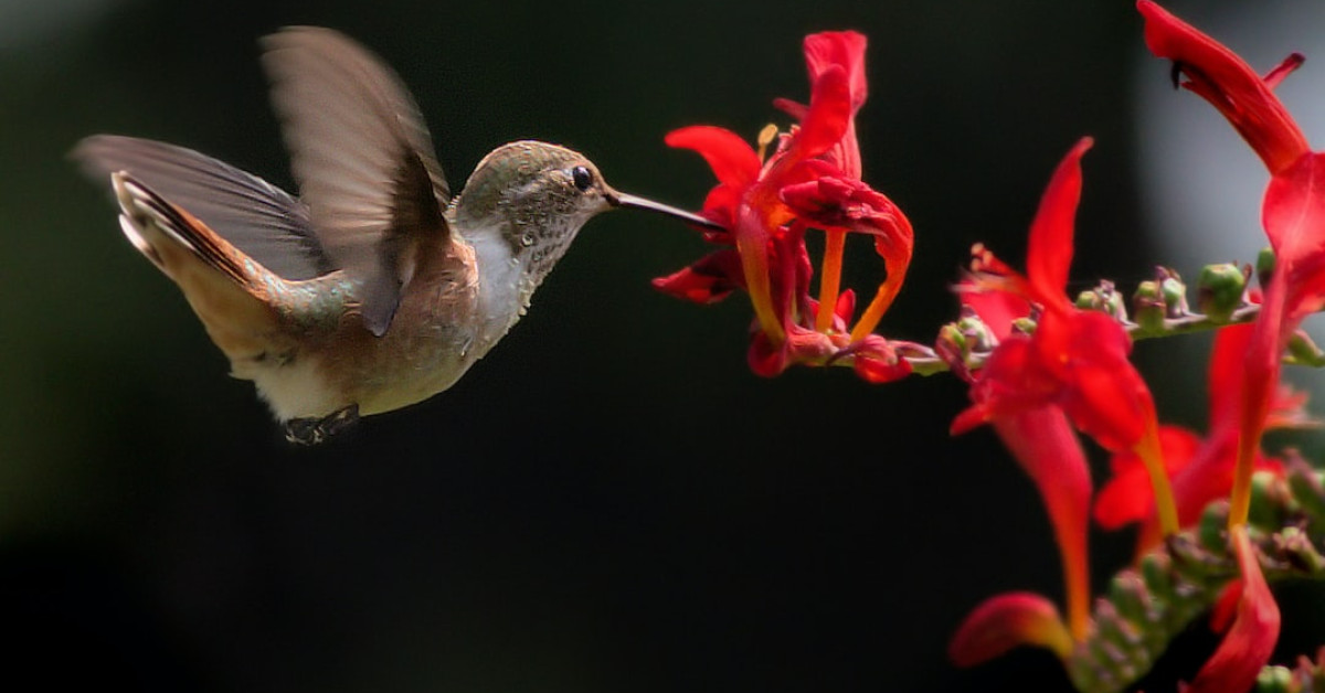 Vibrant flowers attracting hummingbirds in a garden oasis.