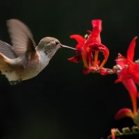 Vibrant flowers attracting hummingbirds in a garden oasis. Vibrant flowers attracting hummingbirds in a garden oasis.