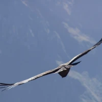 Vegetables tossed in garlic parmesan sauce for tasty side dish. Vegetables tossed in garlic parmesan sauce for tasty side dish.