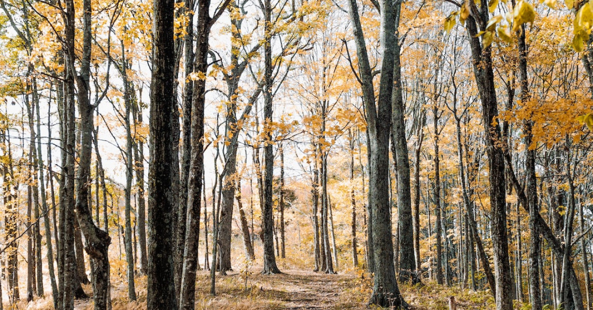 Trekking and hiking through scenic mountain trails.