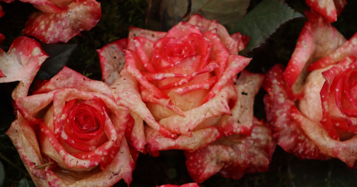 Stacks of pennies on table illustrating coin-to-cash conversion.