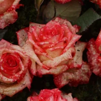 Stacks of pennies on table illustrating coin-to-cash conversion. Stacks of pennies on table illustrating coin-to-cash conversion.