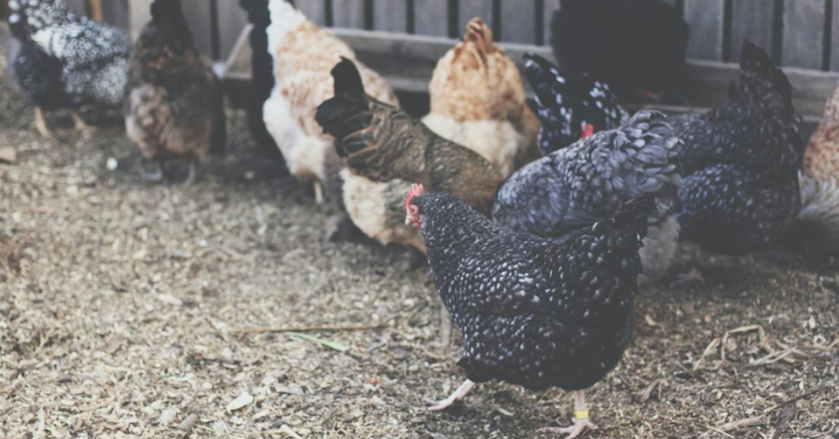Chickens sporting afros concept illustration for viral culinary trend.