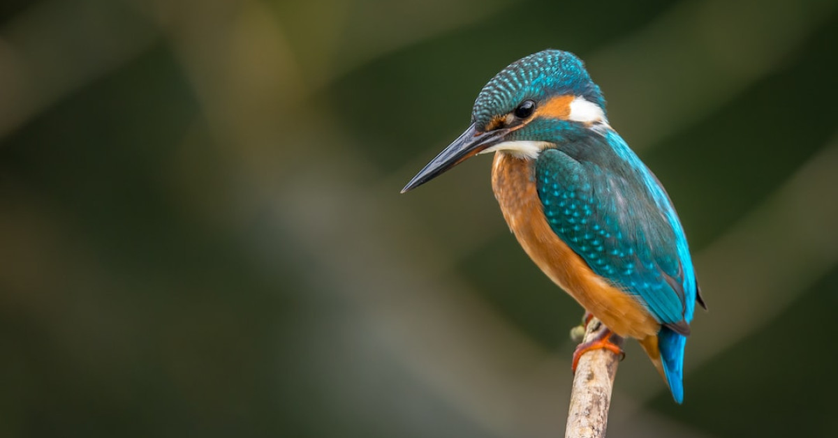 Mammalian birds evolution chart depicting their ancestral connections.
