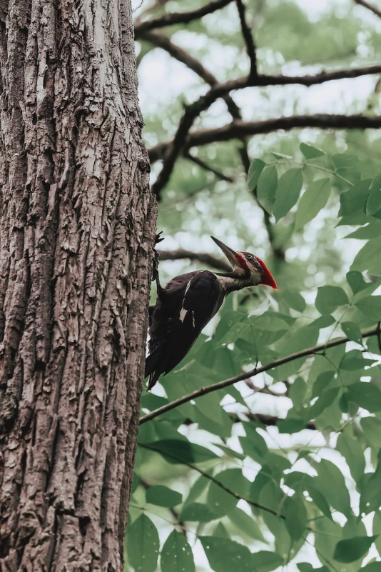 Red-headed woodpecker perched on tree in natural habitat.