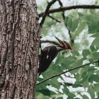 Red-headed woodpecker perched on tree in natural habitat. Red-headed woodpecker perched on tree in natural habitat.