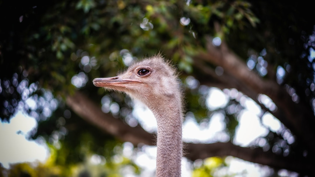 World's largest birds soaring in expansive sky