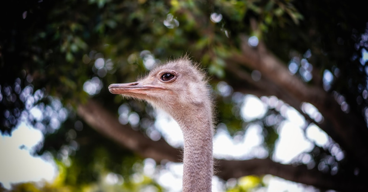 World's largest birds soaring in expansive sky