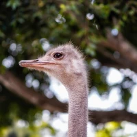 World's largest birds soaring in expansive sky World's largest birds soaring in expansive sky