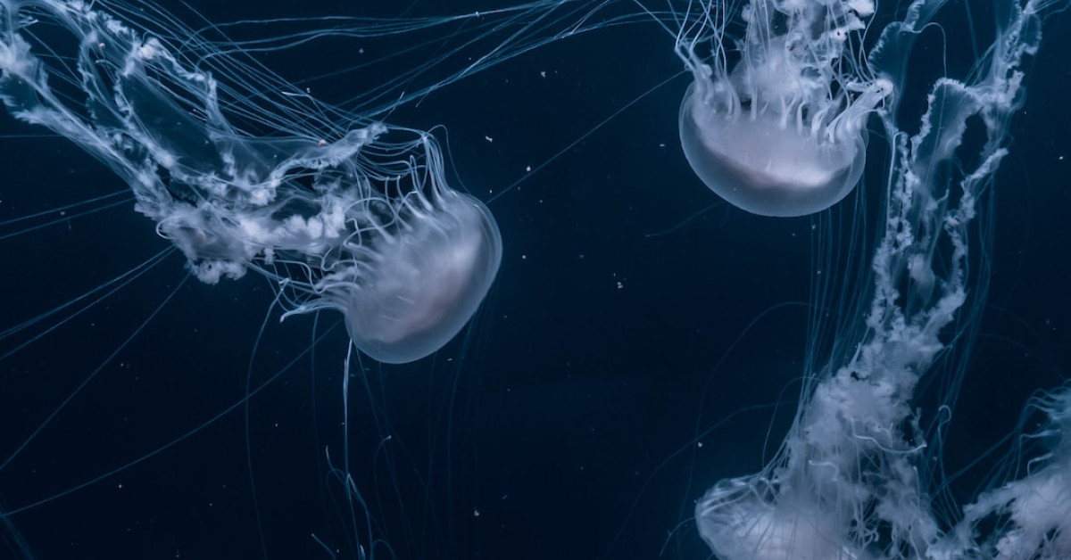 13 Stunning Dive Sites for Unforgettable Underwater Exploration.