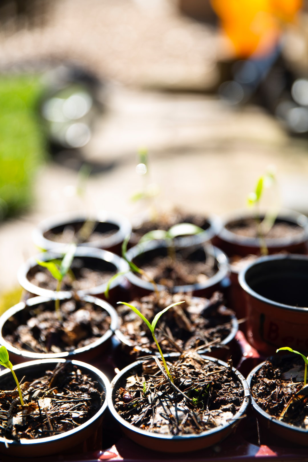 Broccoli sprouting seeds nutritious superfood