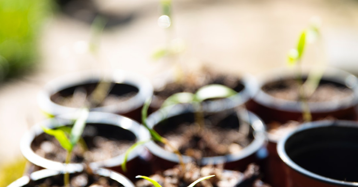 Broccoli sprouting seeds nutritious superfood