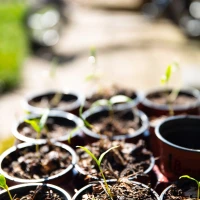 Broccoli sprouting seeds nutritious superfood Broccoli sprouting seeds nutritious superfood