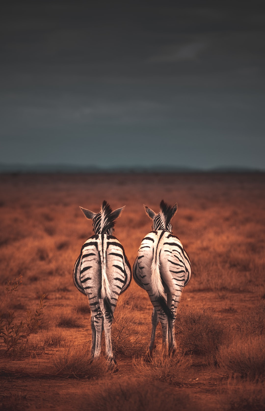 Inspirational zebra quotes promoting self-expression and freedom.