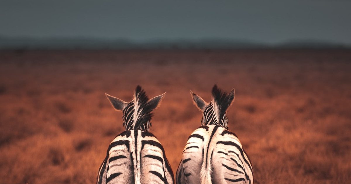 Inspirational zebra quotes promoting self-expression and freedom.
