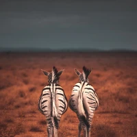 Inspirational zebra quotes promoting self-expression and freedom. Inspirational zebra quotes promoting self-expression and freedom.