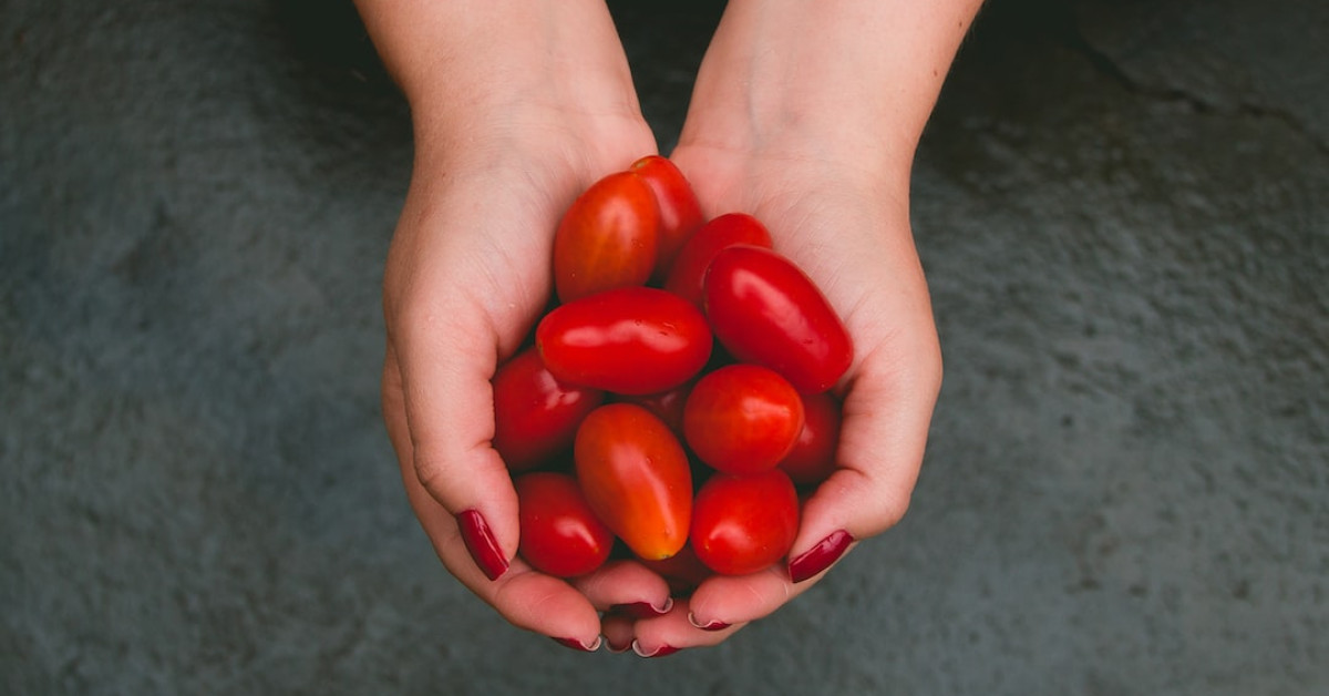 Campari tomatoes on vine for fresh cooking ingredients.