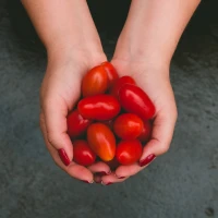 Campari tomatoes on vine for fresh cooking ingredients. Campari tomatoes on vine for fresh cooking ingredients.