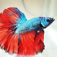 Top 10 Checking Accounts 2024 for Financial Flexibility Top 10 Checking Accounts 2024 for Financial Flexibility